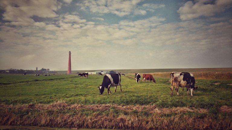 Vitaliteit volgens De Wandelcoach